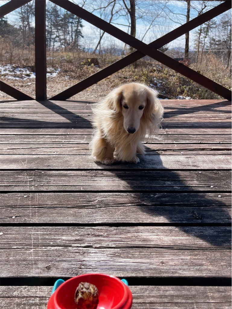 f:id:captaindog082:20230211141845j:image