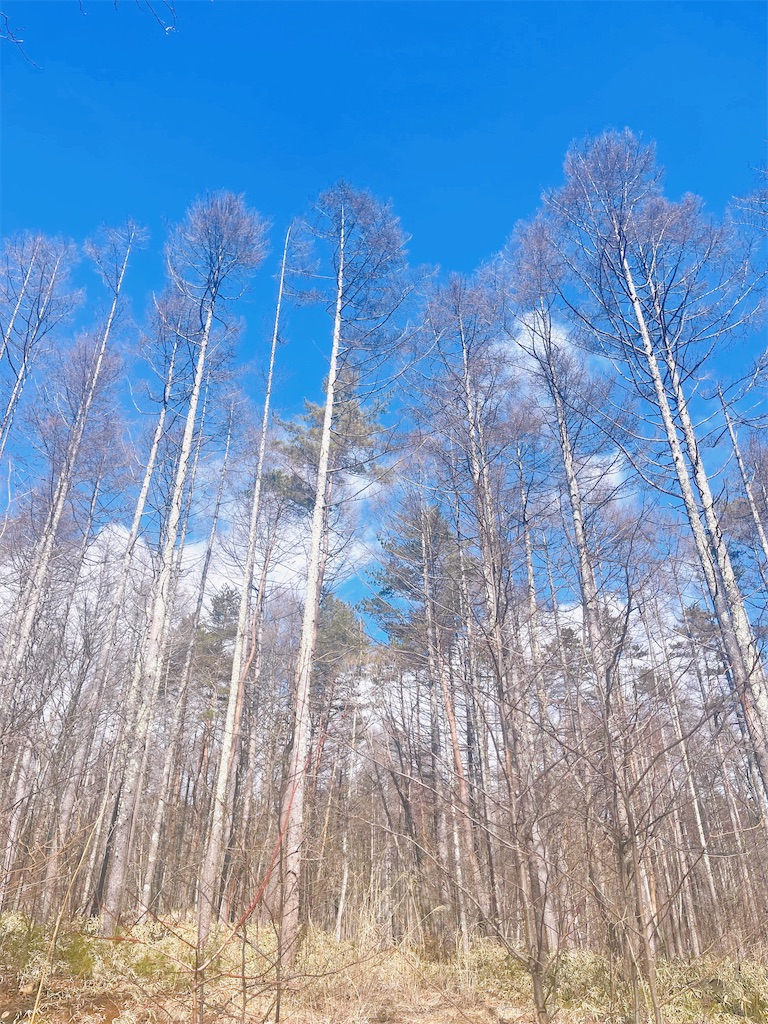 f:id:captaindog082:20230221172519j:image