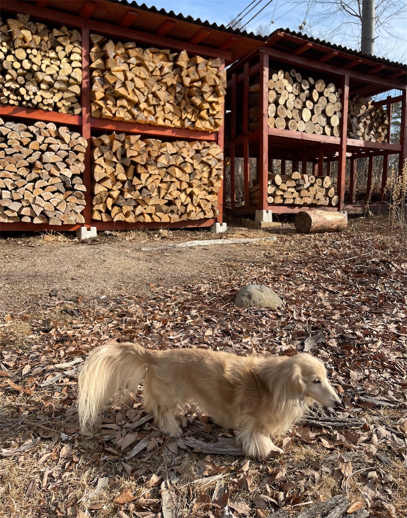 f:id:captaindog082:20230302205643j:image