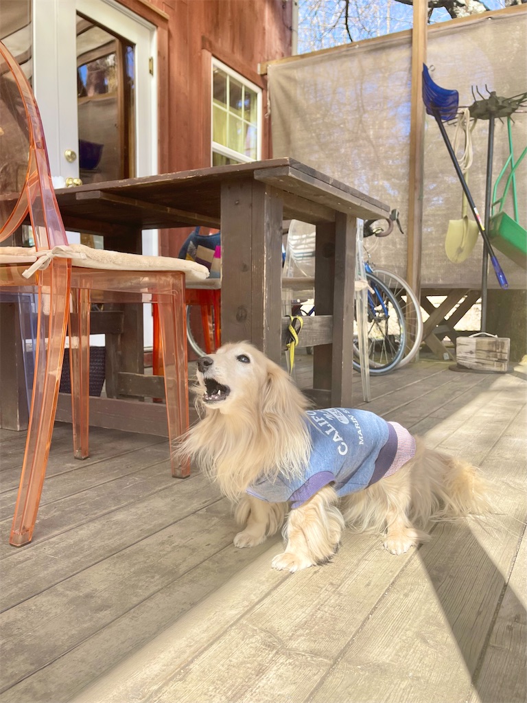 f:id:captaindog082:20230305132835j:image