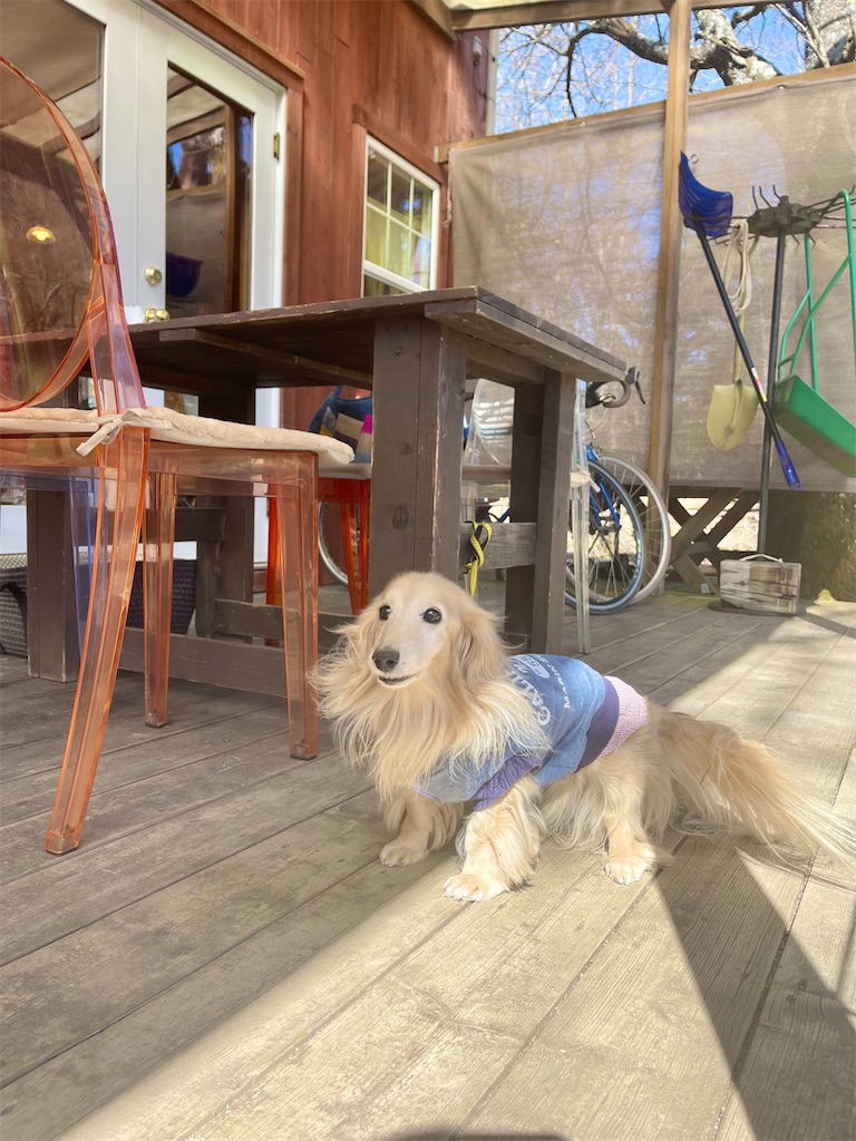 f:id:captaindog082:20230305132839j:image