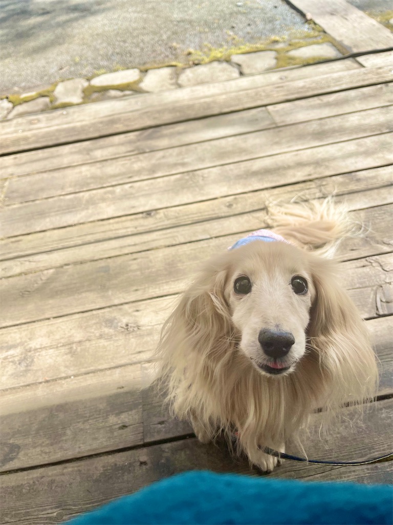 f:id:captaindog082:20230305132841j:image