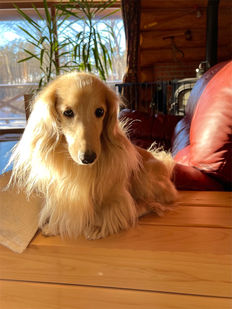 f:id:captaindog082:20230307143658j:image
