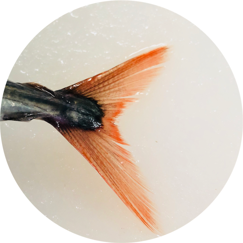 f:id:captainfoods:20180927162151p:image