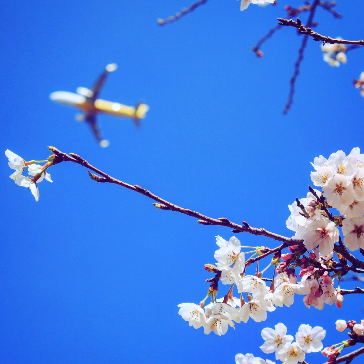 valila air cherry blossoms