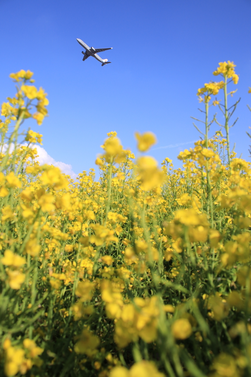 菜の花　飛行機