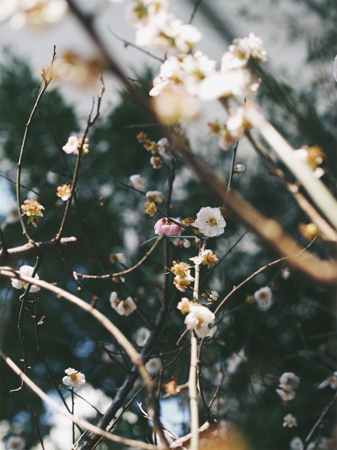 f:id:capturekyoto:20240320093951j:image