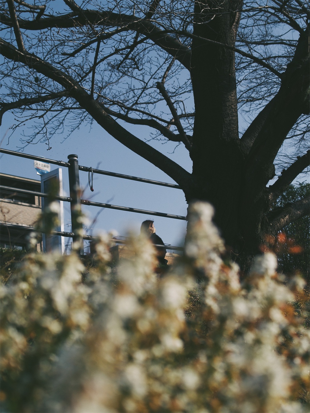 f:id:capturekyoto:20240320093955j:image