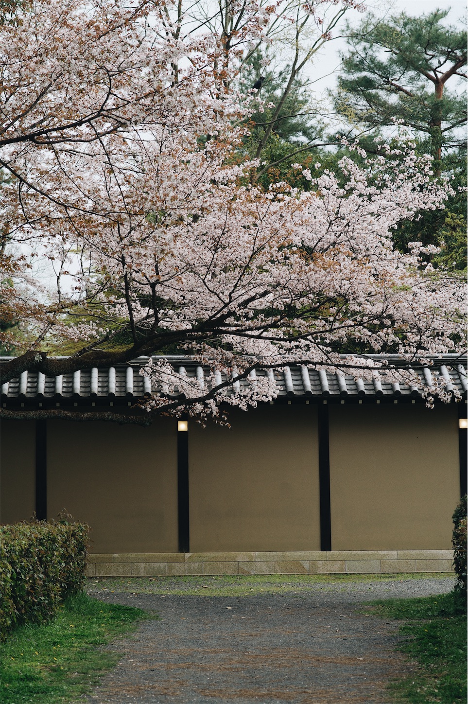 f:id:capturekyoto:20240423231843j:image