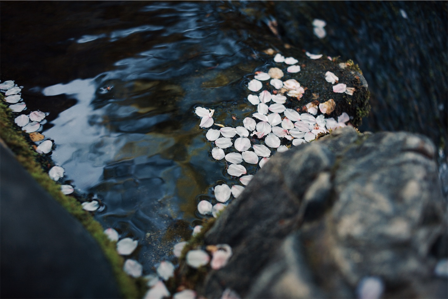 f:id:capturekyoto:20240423231857j:image