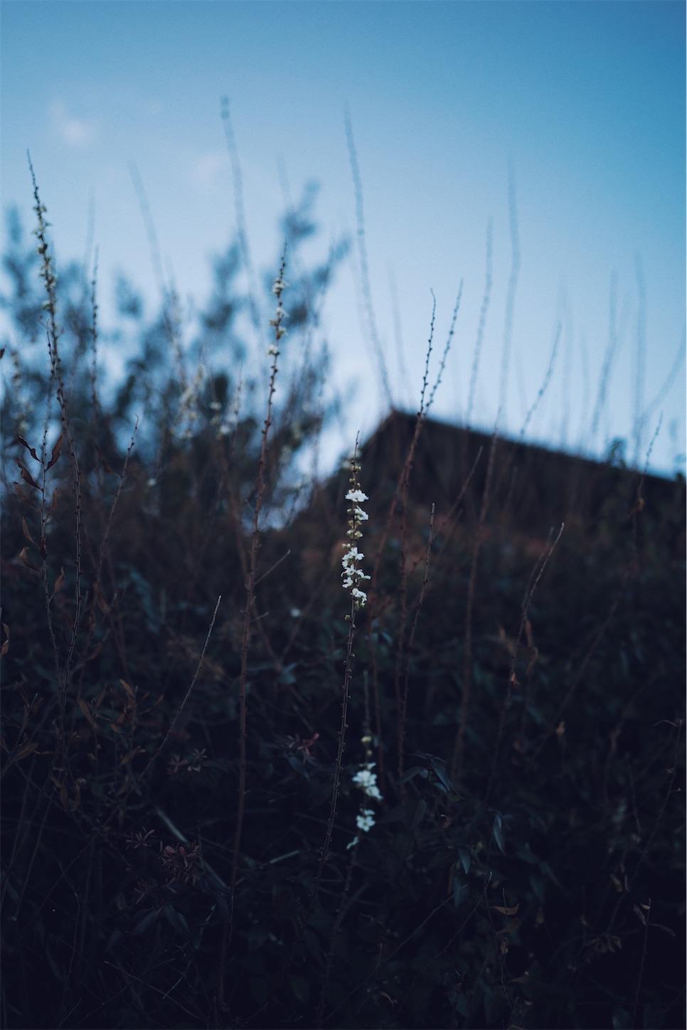 f:id:capturekyoto:20250114220933j:image