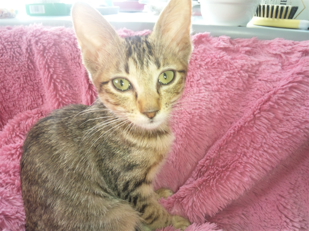 f:id:capuriko738:20250824204808p:image