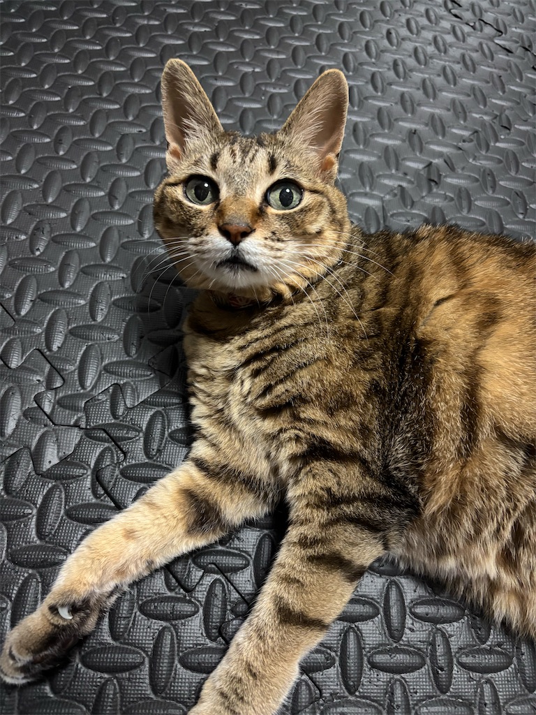 f:id:capuriko738:20250824204931j:image