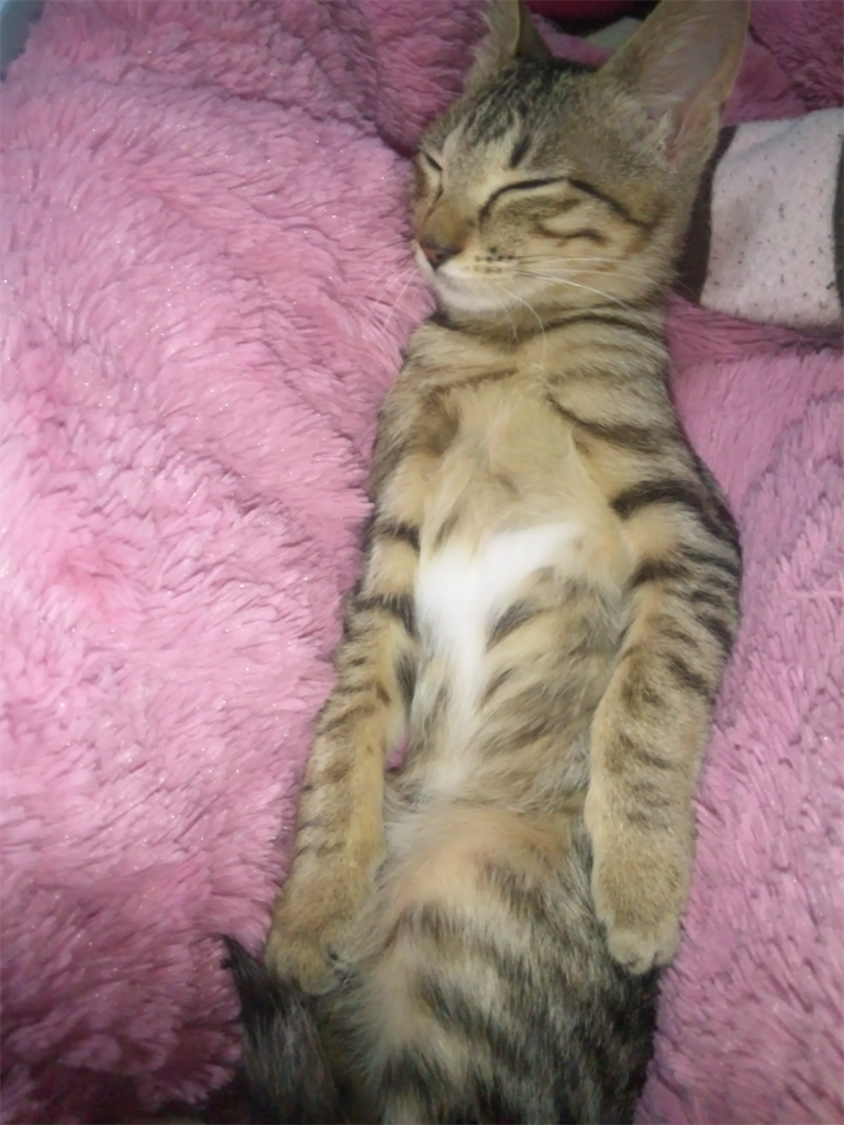 f:id:capuriko738:20250824205153p:image