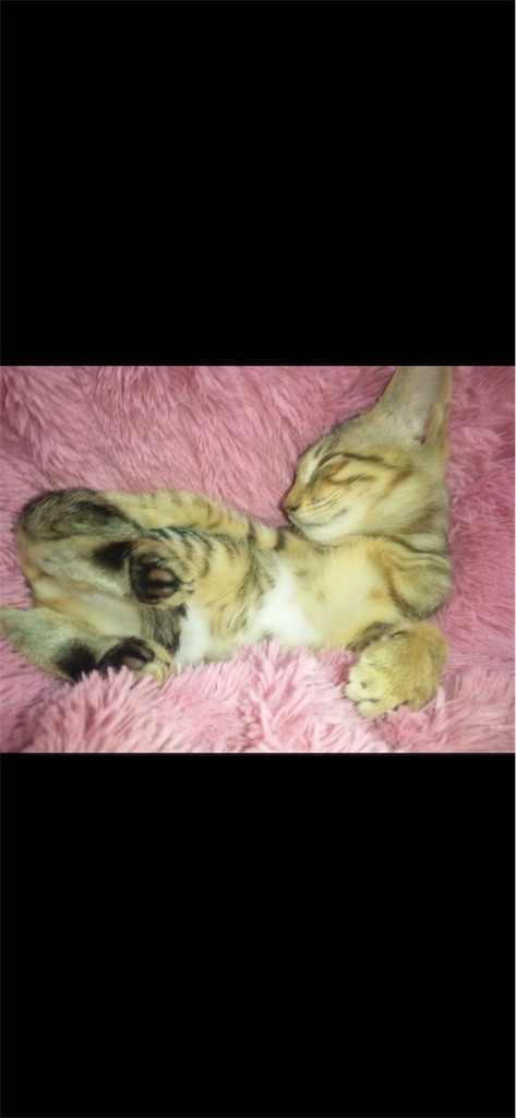 f:id:capuriko738:20250824205508j:image