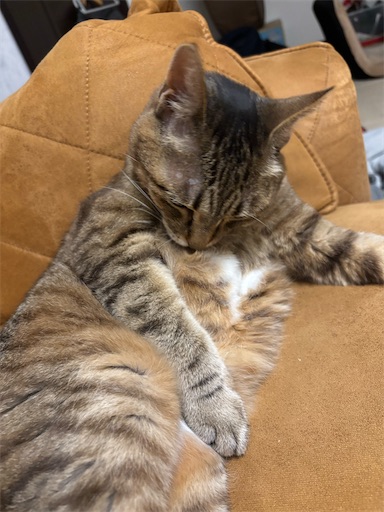 f:id:capuriko738:20250908224115j:image