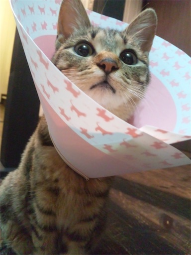 f:id:capuriko738:20250908224231j:image