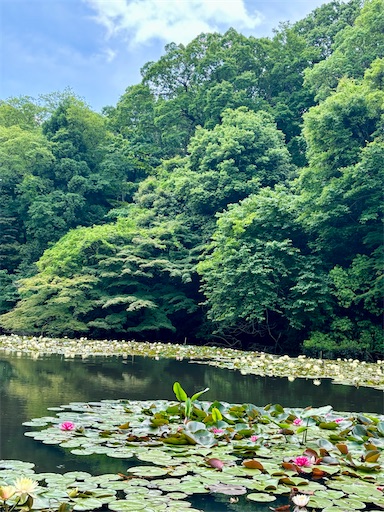 f:id:capuriko738:20250909234814j:image