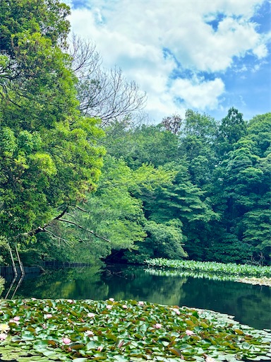 f:id:capuriko738:20250909234818j:image