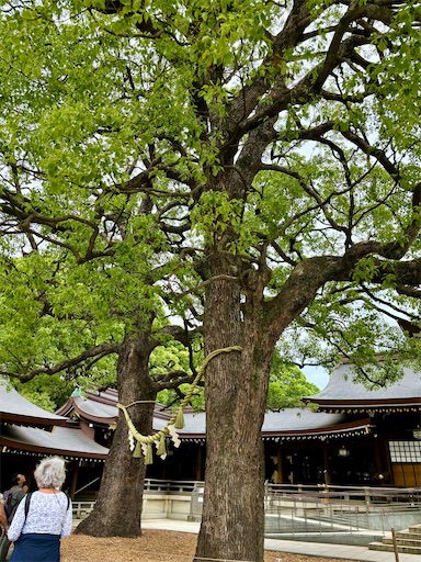 f:id:capuriko738:20250909235123j:image