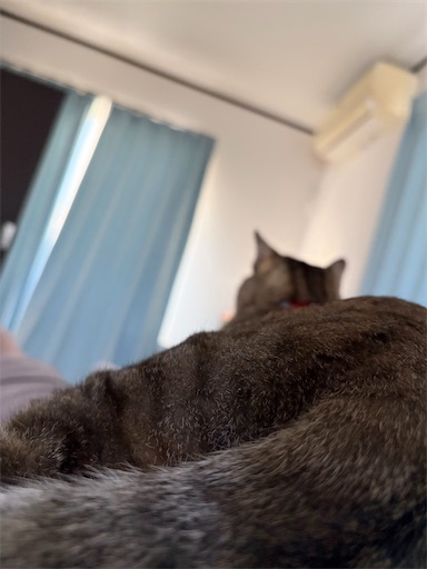 f:id:capuriko738:20251023153416j:image