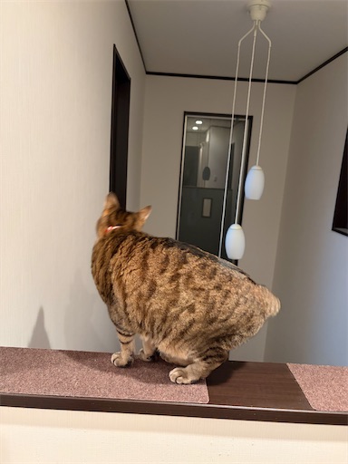 f:id:capuriko738:20251128184057j:image