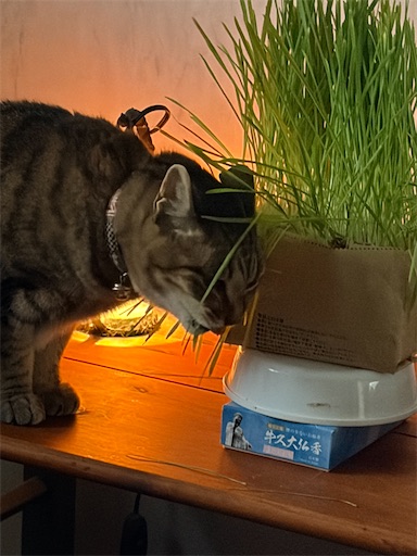 f:id:capuriko738:20251128184213j:image