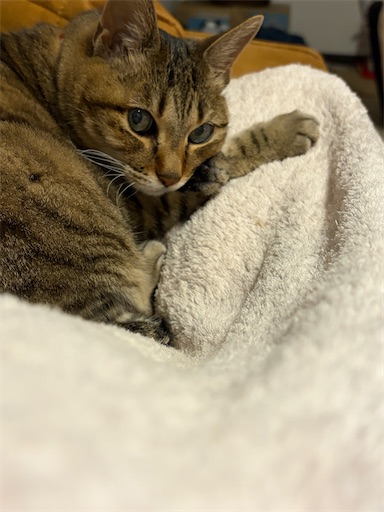 f:id:capuriko738:20251128184251j:image