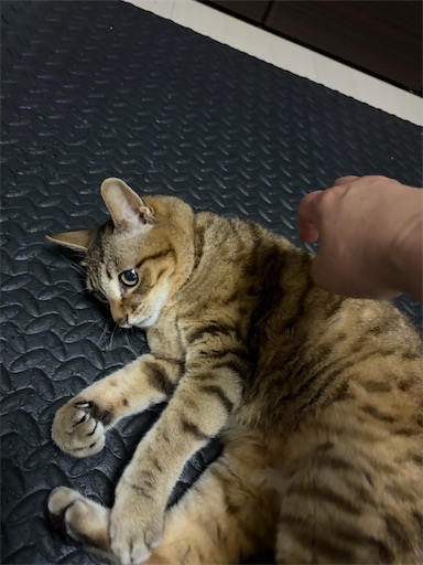 f:id:capuriko738:20260710200323j:image