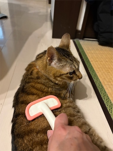 f:id:capuriko738:20260710200429j:image
