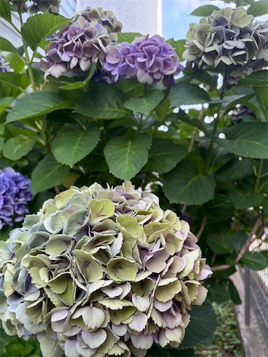 f:id:capuriko738:20260721210626j:image
