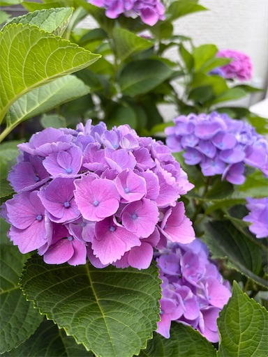 f:id:capuriko738:20260721210739j:image