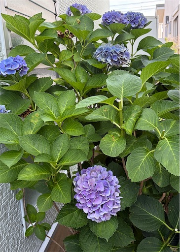 f:id:capuriko738:20260721211307j:image
