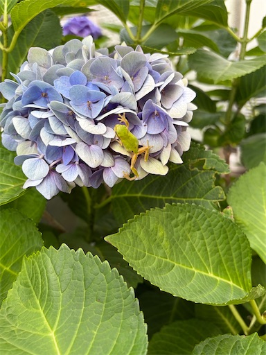 f:id:capuriko738:20260721213010j:image