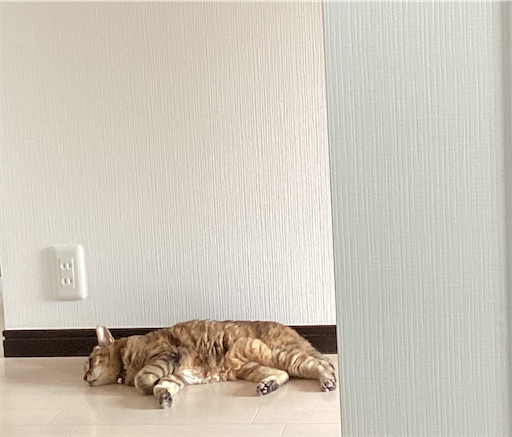 f:id:capuriko738:20260725225537j:image