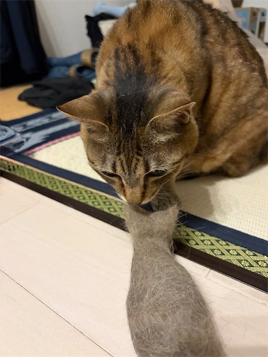 f:id:capuriko738:20260810074557j:image