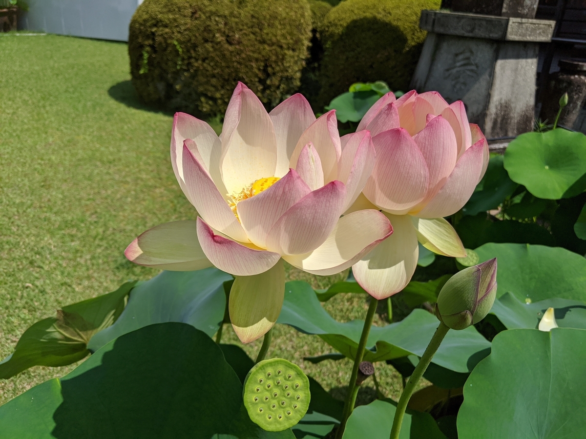 f:id:capydayo:20200704133907j:plain f:id:capydayo:20200704133907j:plain