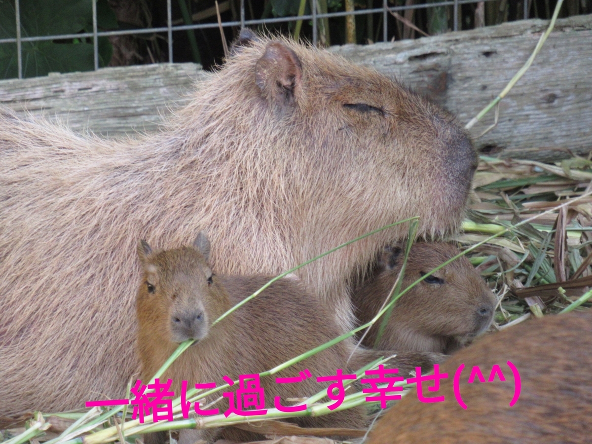 f:id:capydayo:20201227112323j:plain
