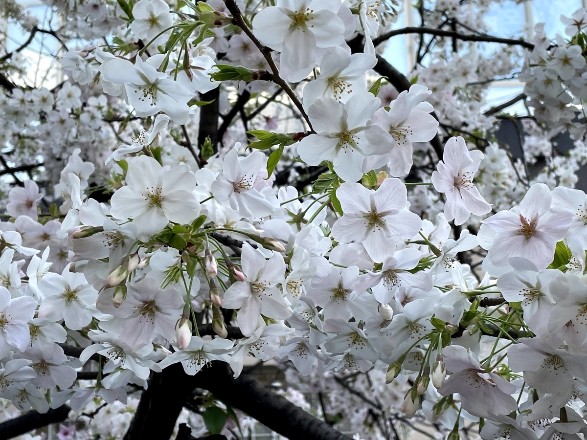 f:id:capydayo:20210330051342j:plain