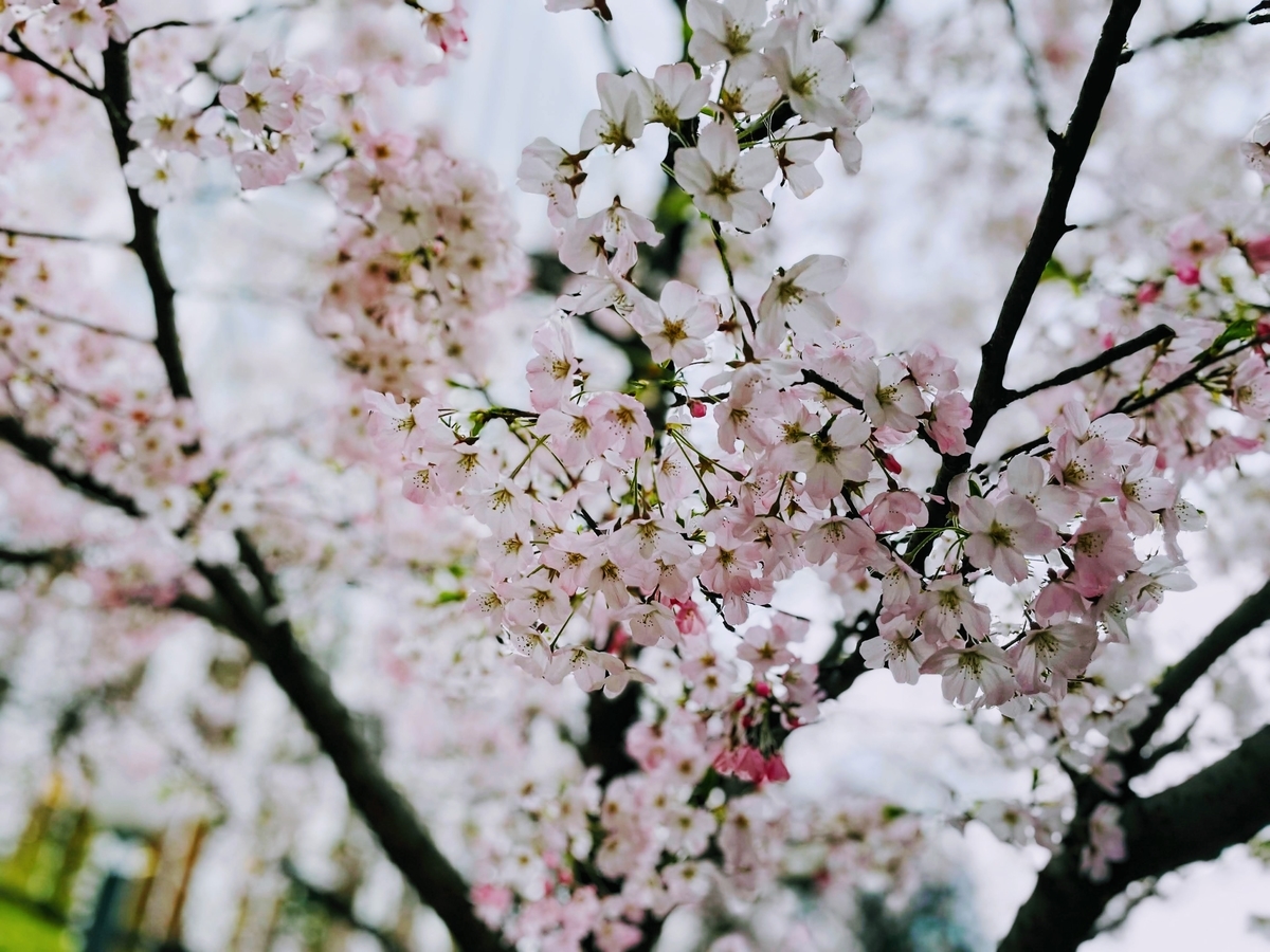 f:id:capydayo:20220403112024j:plain
