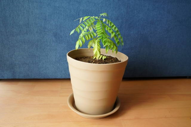カレーリーフ栽培 はじめての植え替え カル子のスパイスカレー手帖