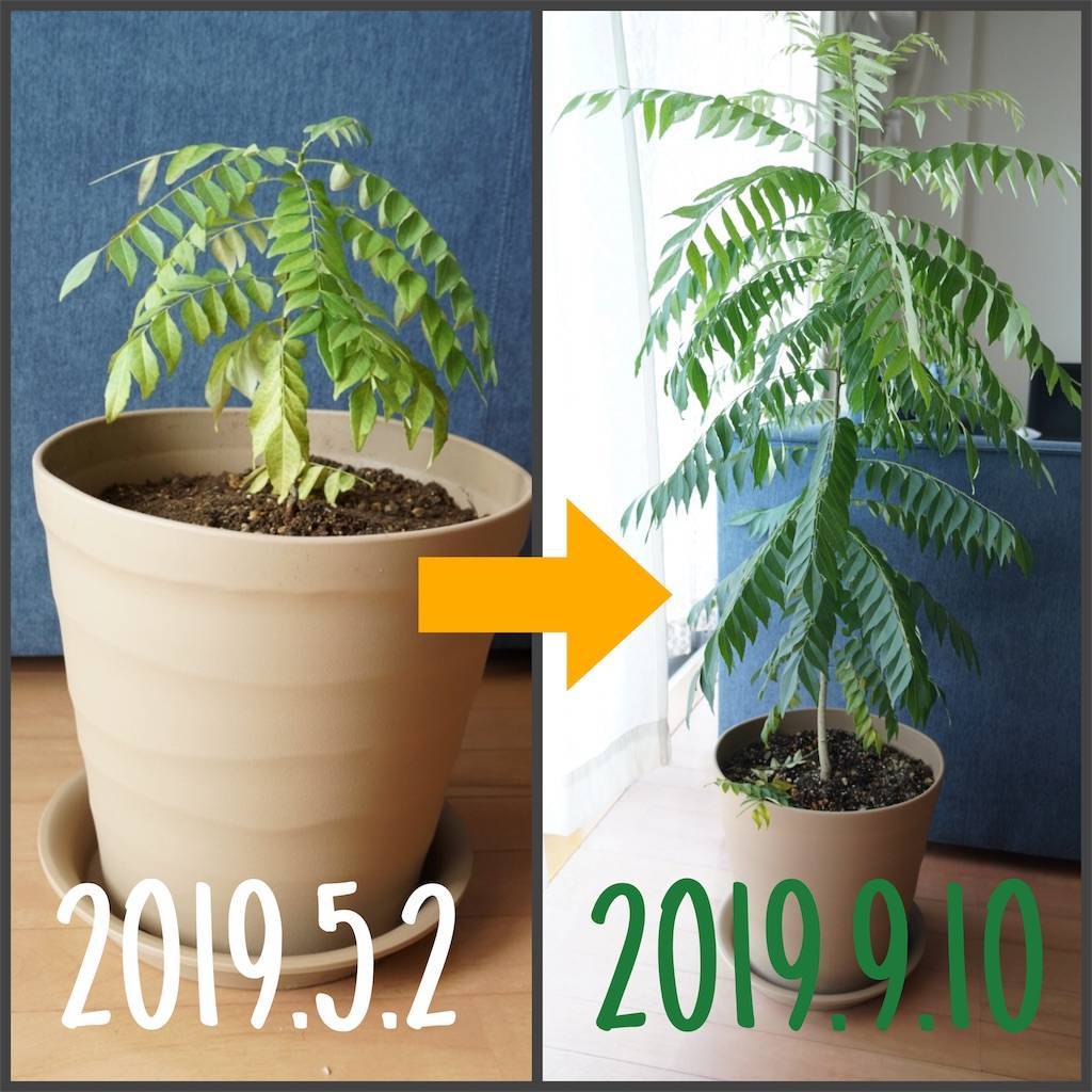f:id:carco:20191119234745j:image