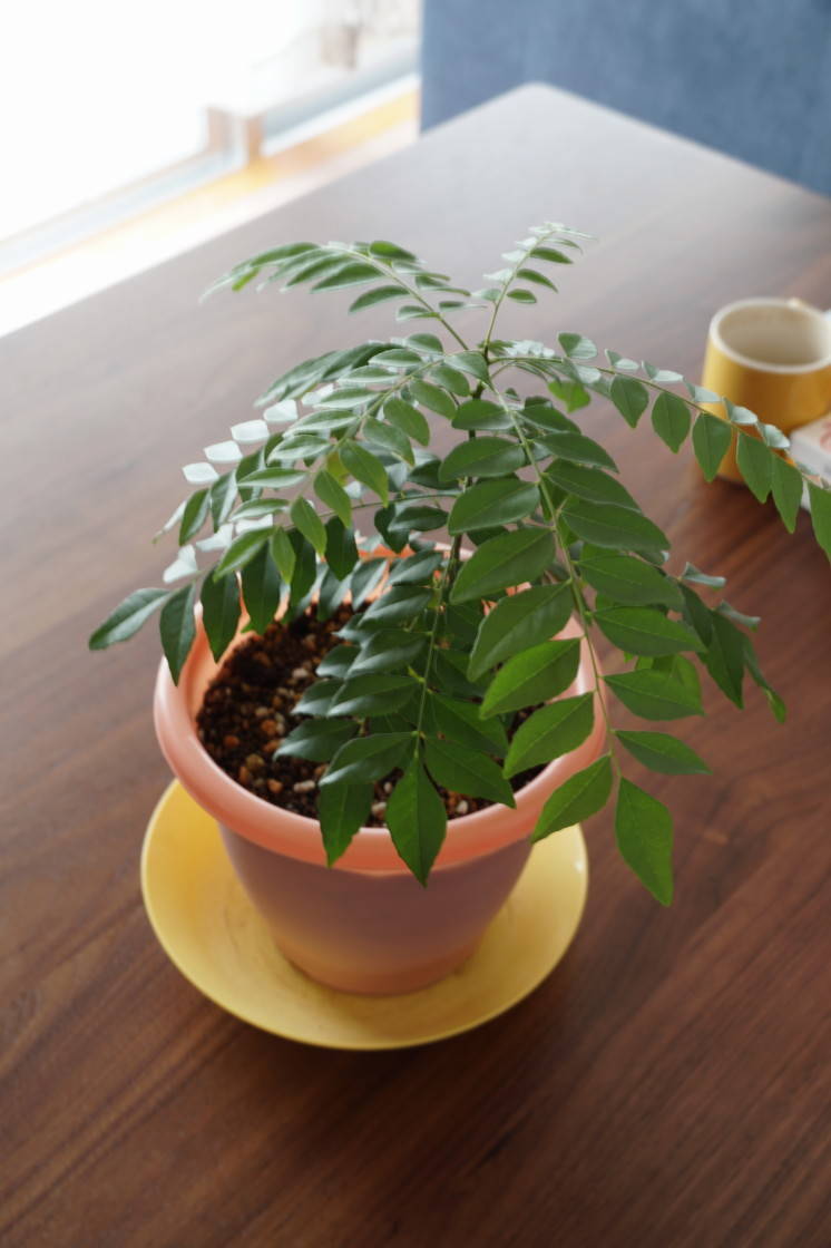 f:id:carco:20191208190505j:plain