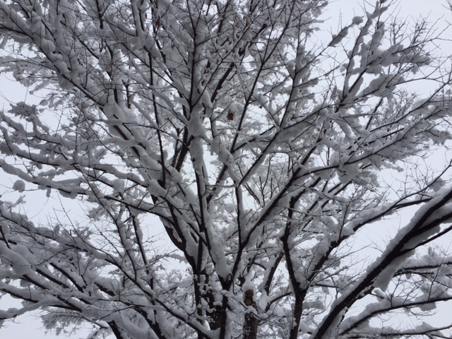 f:id:career-re-birth:20170129083652j:plain f:id:career-re-birth:20170129083652j:plain