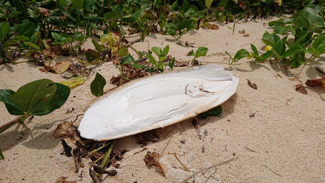 f:id:carettacaretta:20190616181519j:plain