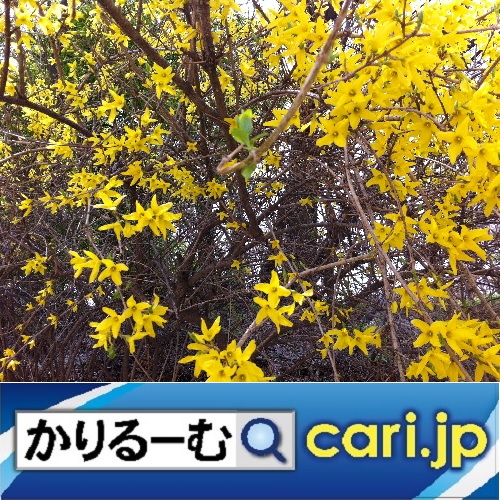 f:id:cari11:20191208101233j:plain