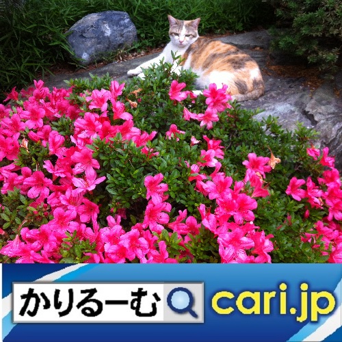 f:id:cari11:20191208130247j:plain f:id:cari11:20191208130247j:plain