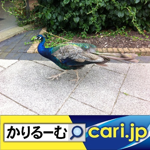 f:id:cari11:20200606155502j:plain