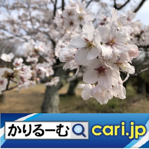 f:id:cari11:20200628151932j:plain f:id:cari11:20200628151932j:plain