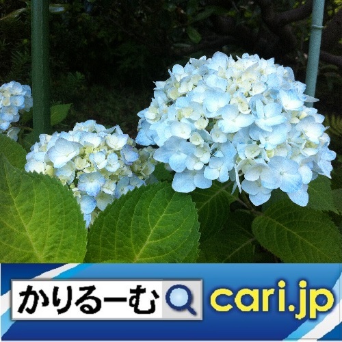 f:id:cari11:20200801111119j:plain